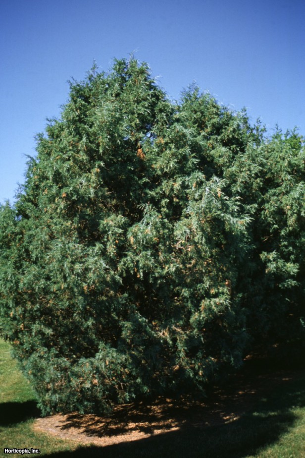 Colorado Kırmızı Sediri