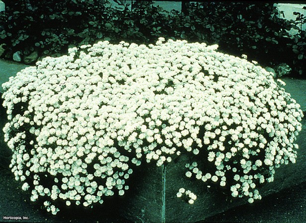 Yaprak dökmeyen şekerleme