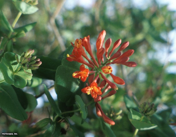 Kızıl Trompet Hanımeli