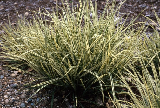 Alacalı Soğanlı Yulaf Otu