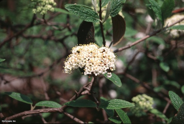 Söğüt Ağacı Kartopu
