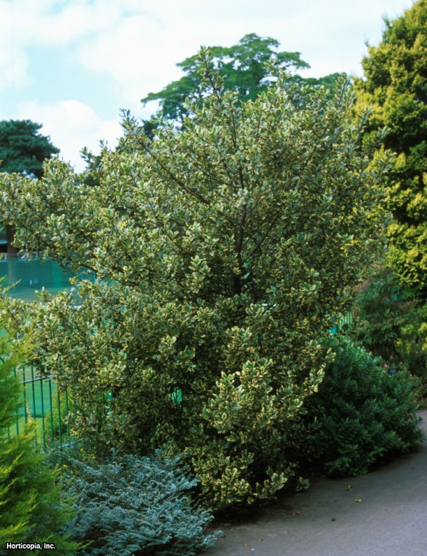 İngiliz Çobanpüskülü