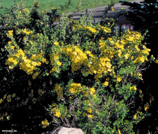 Çalı beşparmakotu