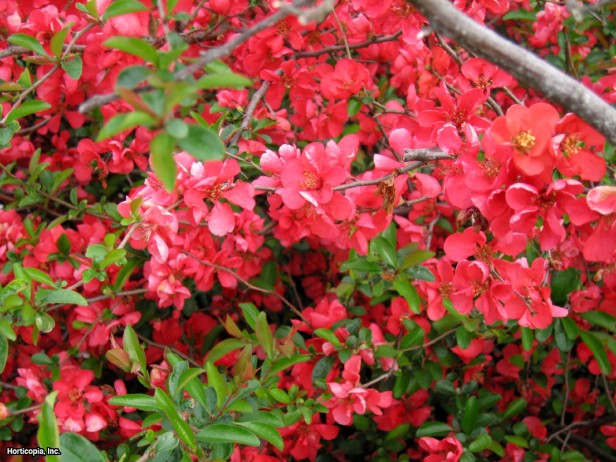 Japon Çiçekli Ayva