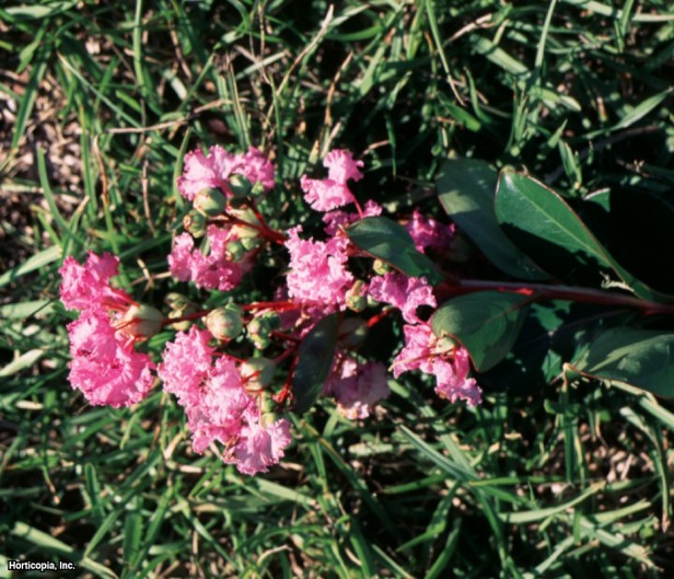 Crapemyrtle