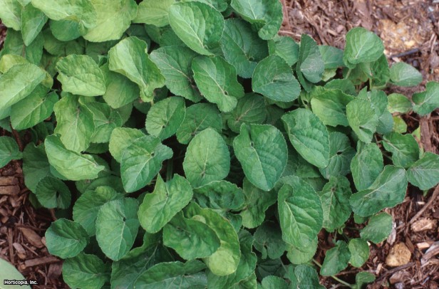 Çiçekçi Menekşesi