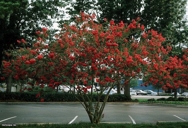 Crapemyrtle