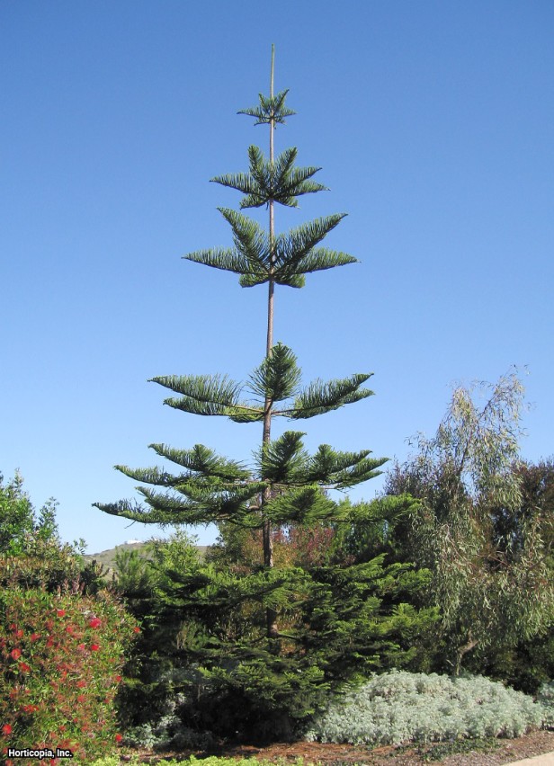 Norfolk Adası Çamı