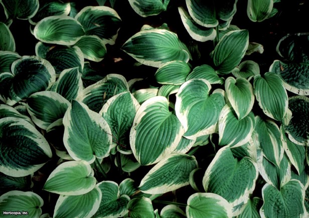 Hosta