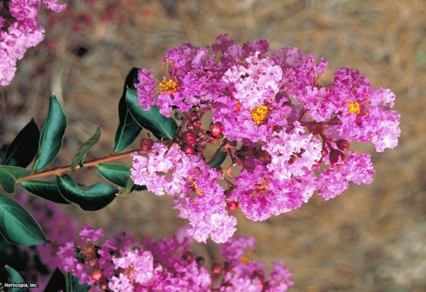 Crapemyrtle