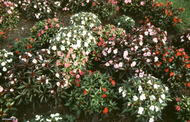 Yeni Gine Sabırsızları