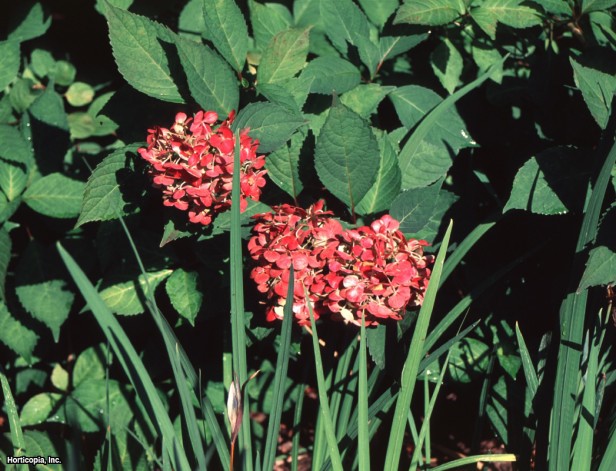 Testere Dişi Ortanca