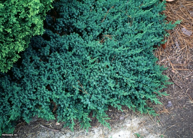 Japon Bahçesi Ardıç