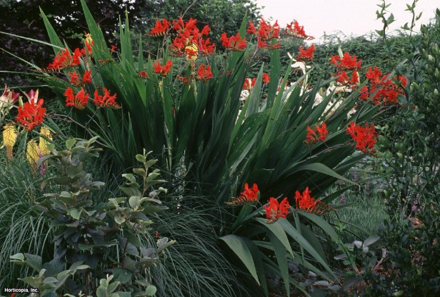 Montbretia