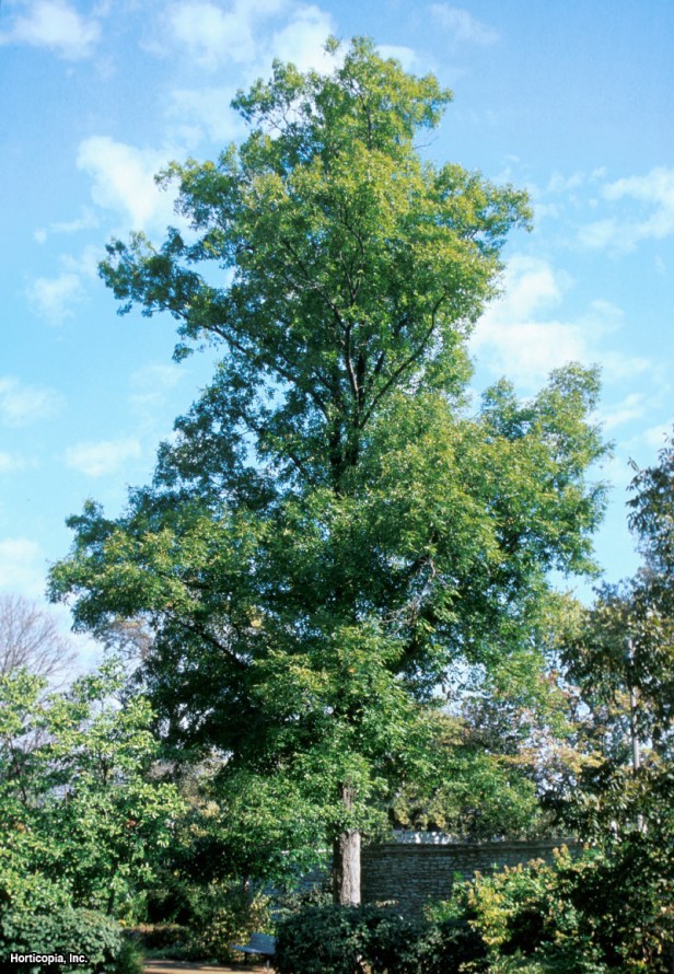 Bitternut Hickory