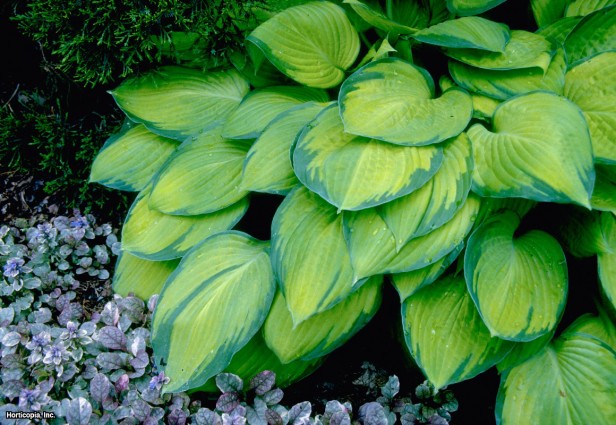 Hosta
