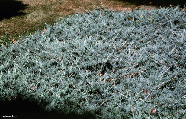 Colorado Kırmızı Sediri