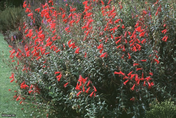 Penstemon