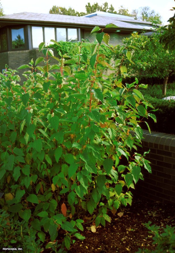 Kızılcık Kızılcık