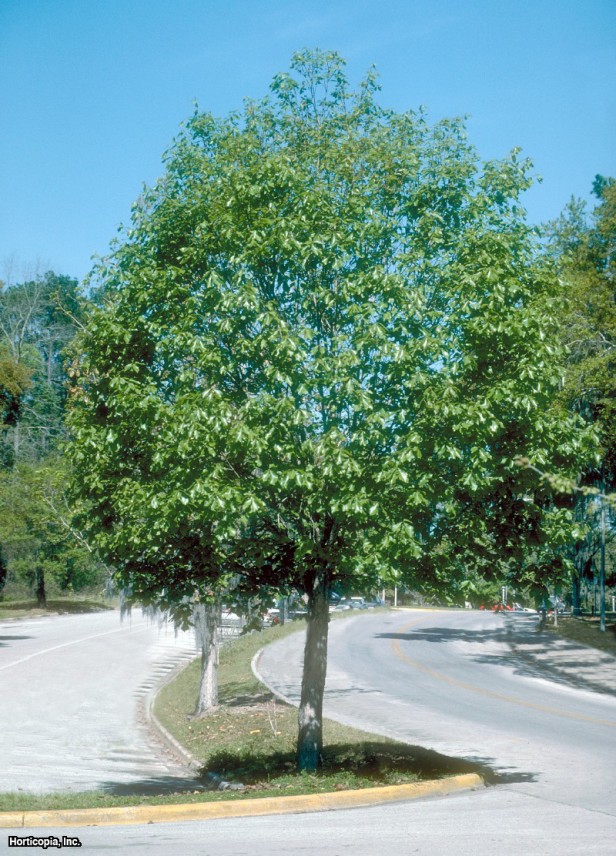 Bataklık Kestanesi Meşesi