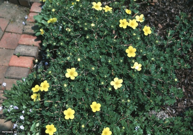 Çalı beşparmakotu