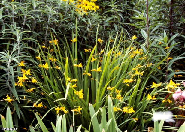Montbretia