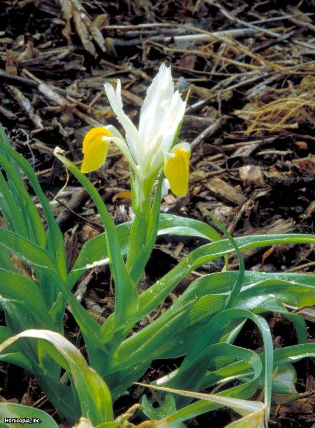 Mısır Yaprağı İris