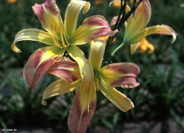 Daylily