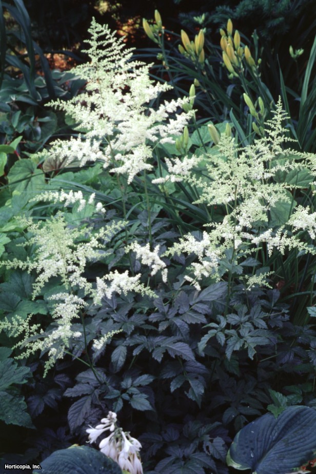 Astilbe
