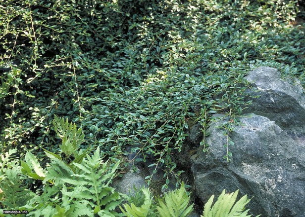 Söğüt Yaprağı Cotoneaster