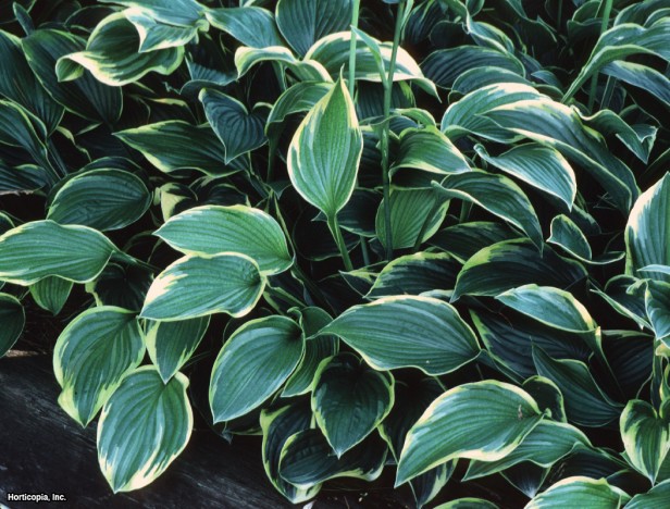 Hosta