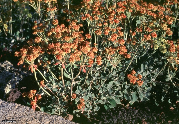 Kükürt Çiçeği Karabuğday