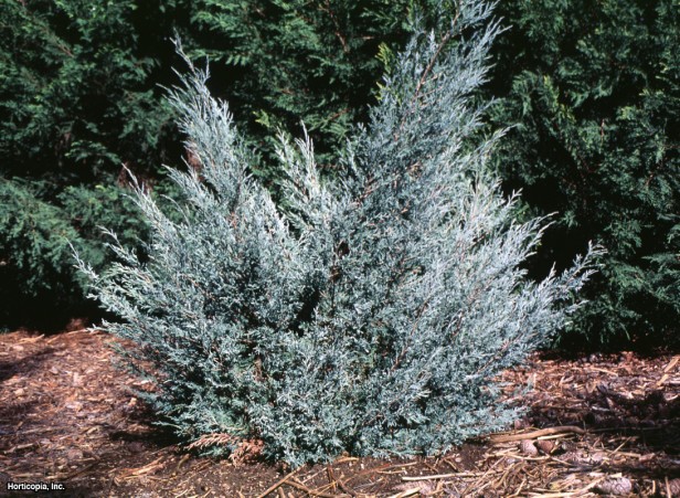 Colorado Kırmızı Sediri