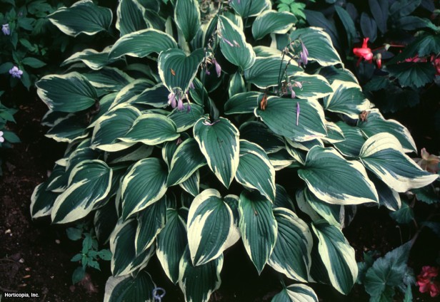 Hosta