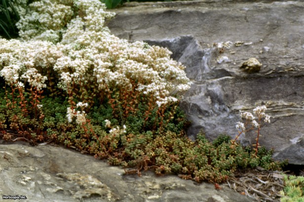 Sedum