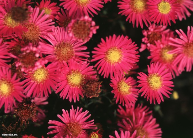 New England Yıldızı