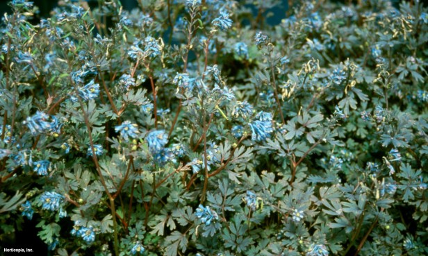 Mavi Corydalis