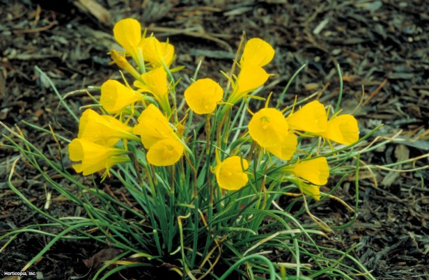 Çember ve Petticoat Nergis