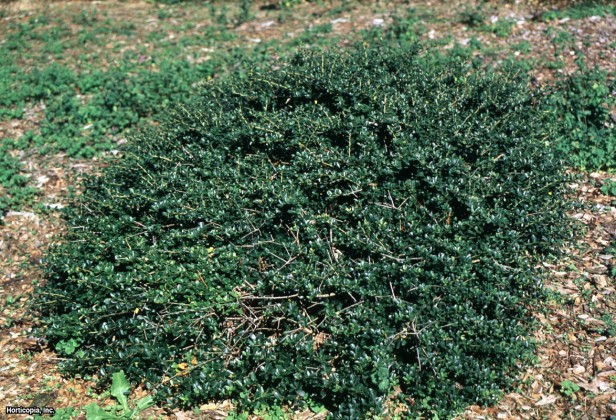 Japon çobanpüskülü