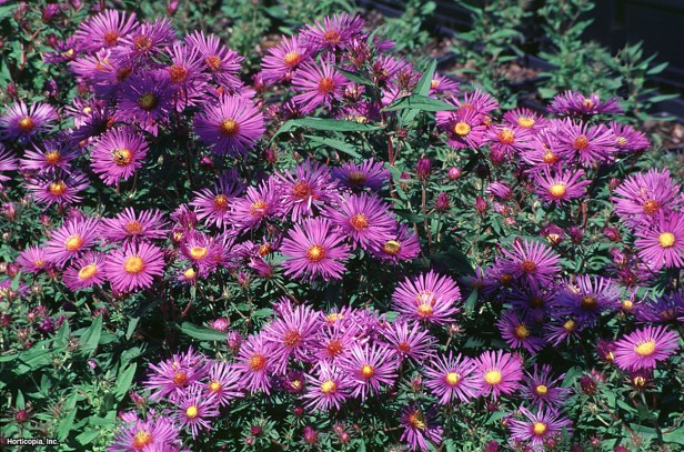 New England Yıldızı