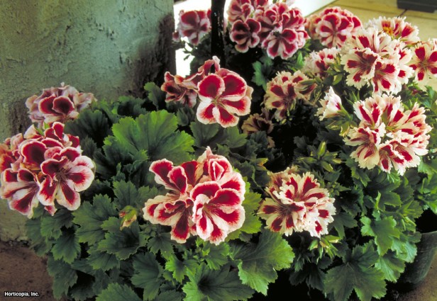 Martha Washington Sardunya