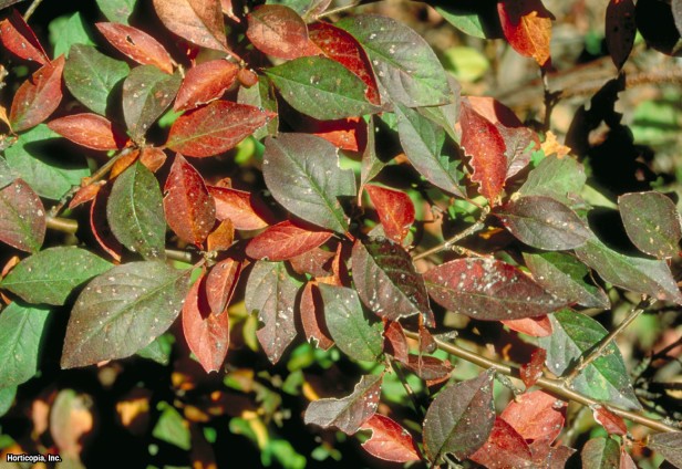 Pekin Cotoneaster