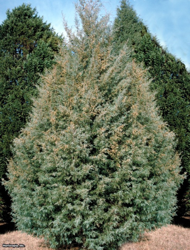 Pürüzsüz Kabuklu Arizona Selvi