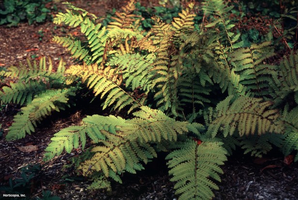 Kesintiye Eğreltiotu