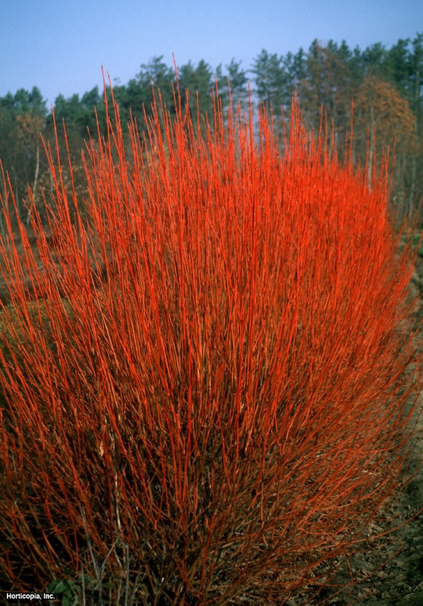 Kızılcık Kızılcık