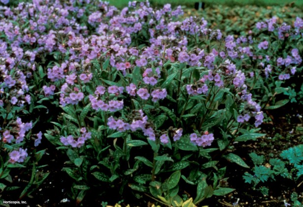 Beytüllahim Adaçayı