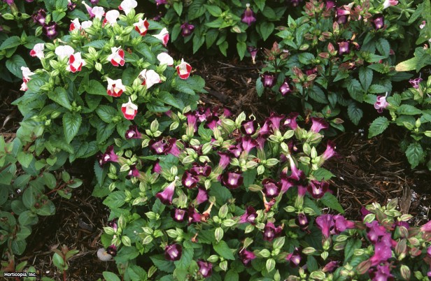 salıncaklı çiçek