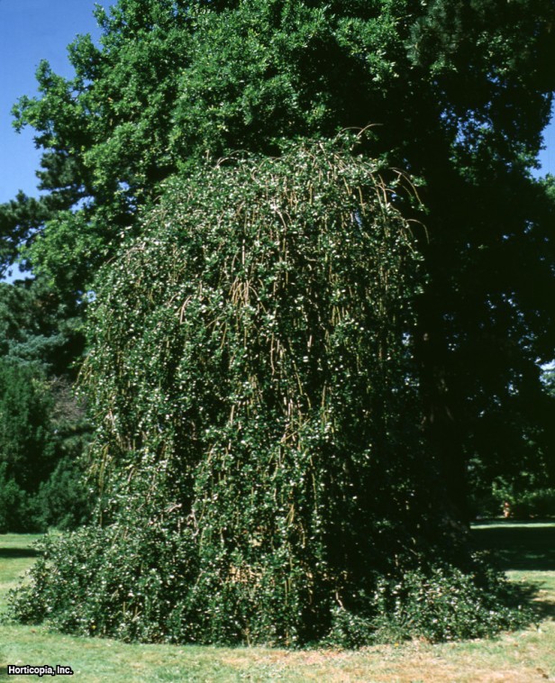 İngiliz Çobanpüskülü