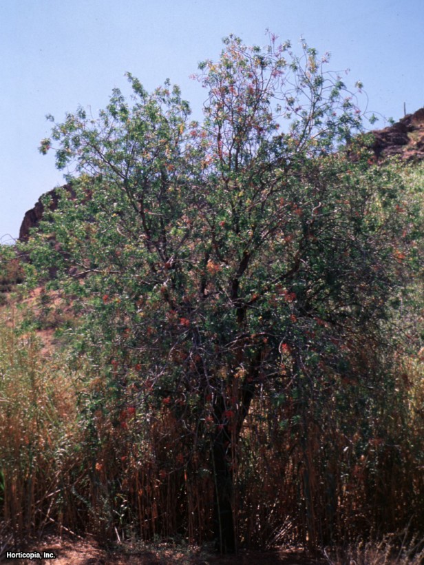 Atlas Dağı Mastiği