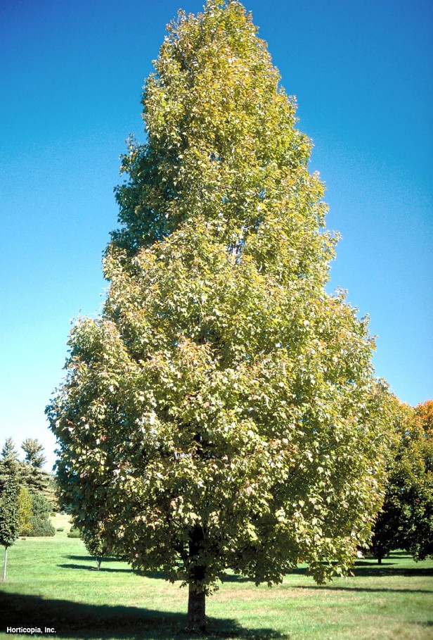 Kırmızı akçaağaç